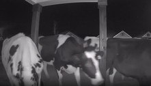 Vacas leiteiras fogem de fazenda, andam 3 km, destroem jardim e tentam comer câmera
