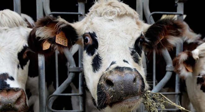 Vacas leiteiras mastigam a alfafa no noroeste da França, uma parte do mundo onde as pessoas se adaptaram a beber leite há cerca de 3 mil anos 