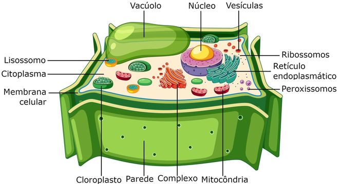 Vacúolos: o que são?