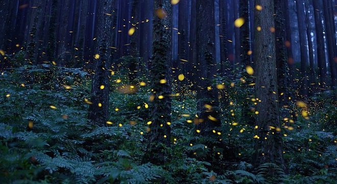 Os vagalumes do mar também emitem luz