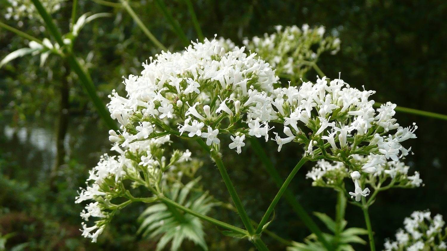 Valeriana saiba mais sobre este calmante natural que pode ajudar