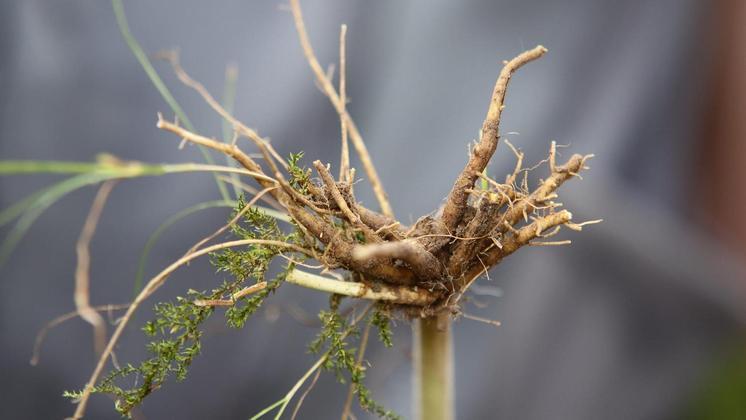 A Valeriana officinalis ou V. officinalis é a espécie amplamente usada para medicamentos fitoterápicos ou chás, neste último caso, as raízes secas. Os suplementos em comprimido ou cápsulas também são produzidos a partir dos caules