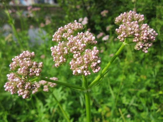 A valeriana, uma erva medicinal utilizada pelo menos desde a época da Grécia e Roma antigas, continua a ser indicada por médicos para redução dos níveis de estresse e melhores noites de sono. Estudos recentes apontam para possíveis benefícios do uso desse fitoterápico em pessoas que buscam se acalmar