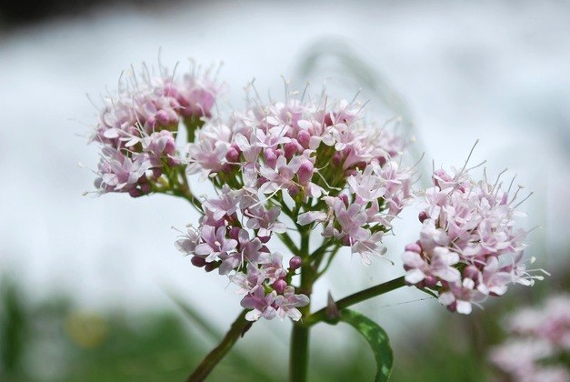 O Escritório de Suplementos Alimentares dos EUA também alerta para os riscos da interação da valeriana com outros fármacos, como benzodiazepínicos (clonazepam, alprazolam, lorazepam, bromazepam, diazepam, etc.) e até mesmo erva de São João e melatonina. 'Indivíduos que tomam esses medicamentos ou suplementos devem discutir o uso de valeriana com seus profissionais de saúde', adverte 