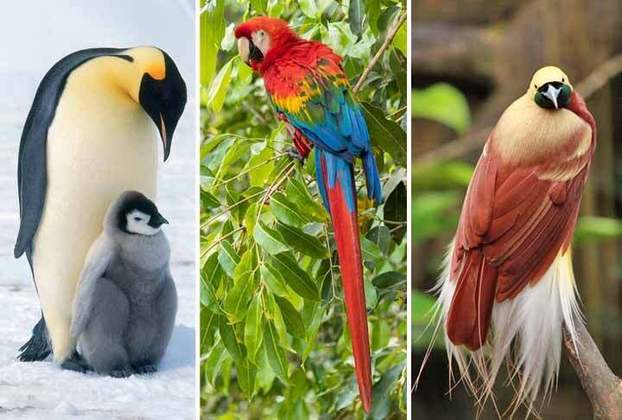  Vamos conhecer espécies que se sobressaem pela beleza incomum. Elas são consideradas as mais lindas aves do planeta. 