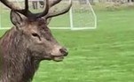Uma dupla de cervos foi responsável pela paralização de uma partida de futebol entre garotos, realizada em um parque no sudoeste de Londres, capital da Inglaterra