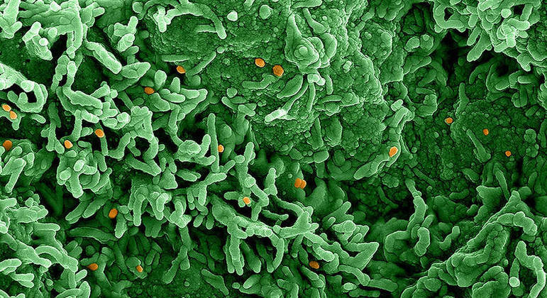 A varíola do macaco é uma doença endêmica na  África Ocidental e Central