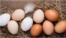 O ovo veio antes da galinha! Aprenda 9 receitas rápidas e simples sobre o alimento 