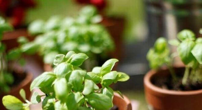 vasinho de plantas para lembrancinhas festa fazendinha Foto PopSugar