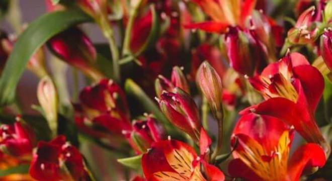 Vaso de astromelia vermelha