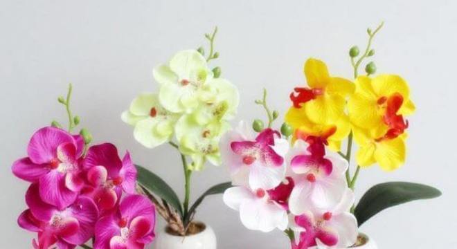 Vaso pequeno para mini orquídea