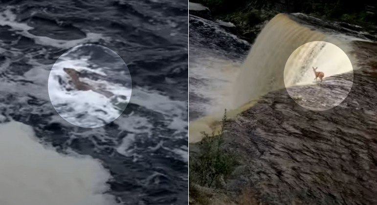 Veado despencou de uma cachoeira com quase 15 m de altura e sobreviveu