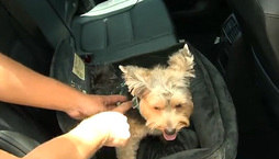 Veja dicas para transportar animais de estimação 