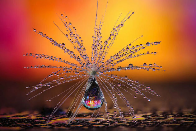 Categoria “Natureza”: Guarda-chuva dente-de-leão, Petra Jung, da Suíça