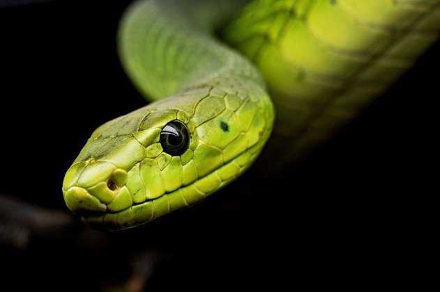 Veja outras cobras que estão na lista das mais venenosas do mundo. 