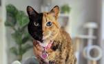 Venus the Two Face Cat
