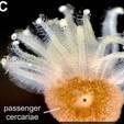 Criatura marinha com larvas na barriga é identificada (Current Biology)