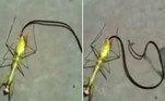 O registro de um verme que emerge do cadáver de um louva-a-deus tem impactado milhares de internautas