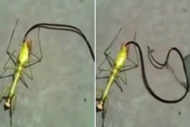 O registro de um verme que emerge do cadáver de um louva-a-deus tem impactado milhares de internautas