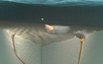Pelo tamanho das tocas, os cientistas acreditam que o verme — que deve ter vivido em torno de 20 milhões de anos atrás — tinha cerca de 2 m e se enterrava de forma muito similar aos bobbits