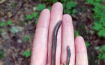 Toda essa forma é capaz de mudar totalmente um ecossistema, segundo o pesquisador. As minhocas saltadoras asiáticas chegaram aos EUA em 1900, escondidas em vasos de plantas. Desde então, já foram identificadas em 34 estados do país