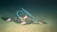 Cientistas teorizam que 'vermes zumbis' devoraram carcaça de jacaré no fundo do oceano