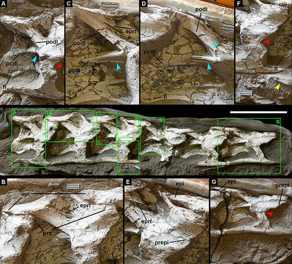 Vértebras cervicais em vermelho: Silutitan sinensis; vértebras caudais em amarelo: Hamititan xinjiangensis; vértebras sacrais em verde: espécime sem nome