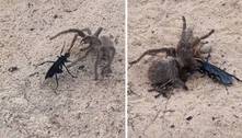 Vídeo assustador mostra luta pela vida de aranha gigante contra vespa-caçadora