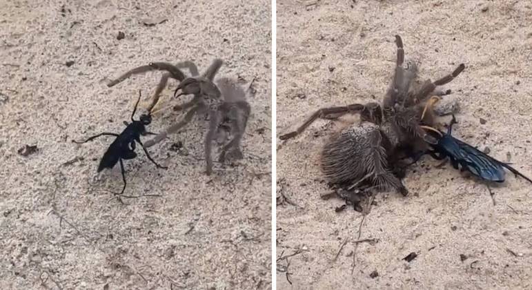 Apesar do tamanho, a aranha não teve a mínima chance