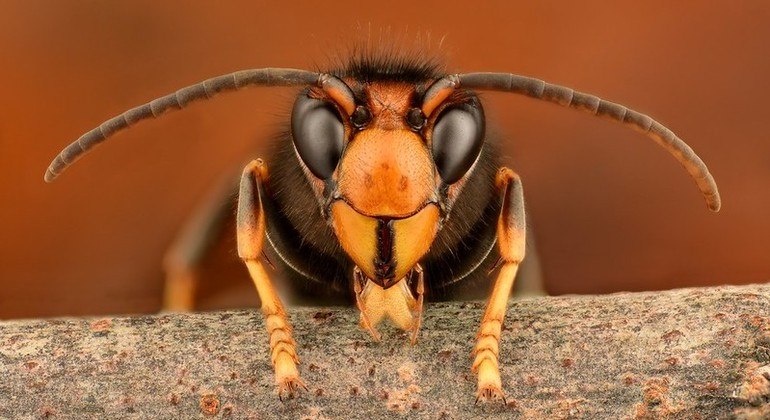 As vespas são, provavelmente, viajantes vindas da França