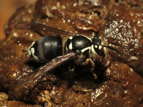 Vespa Dolichovespula maculata: Com intensidade 2 no índice Schmidt, Justin compara a dor da picada dessa vespa com “ter a mão esmagada por uma porta”.