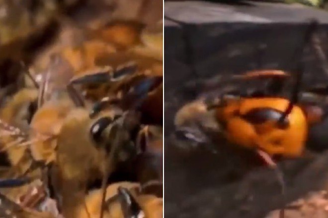 Gangue' de vespas gigantes decepa 30 mil abelhas em ataque à ...