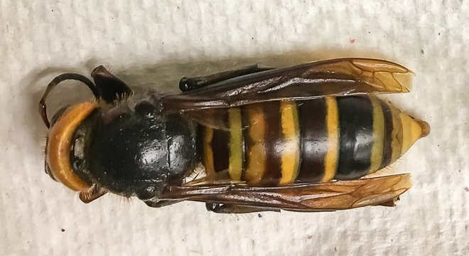 Esta foi a primeira vespa gigante asiática capturada em uma armadilha nos EUA; as outras cinco identificadas até então haviam sido encontradas na natureza