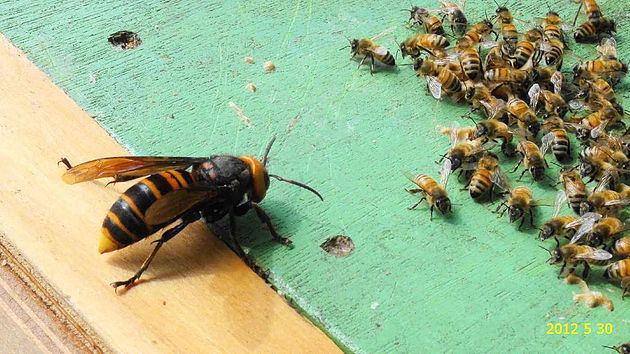 Vespa mandarina: o predador que destrói abelhas e mata até humanos - Fotos  - R7 Hora 7