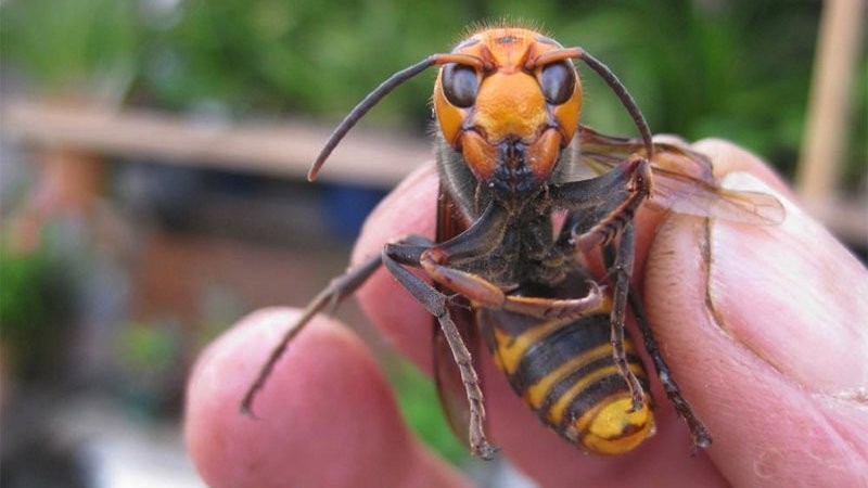 Vespa gigante assassina faz vítima — CompreRural