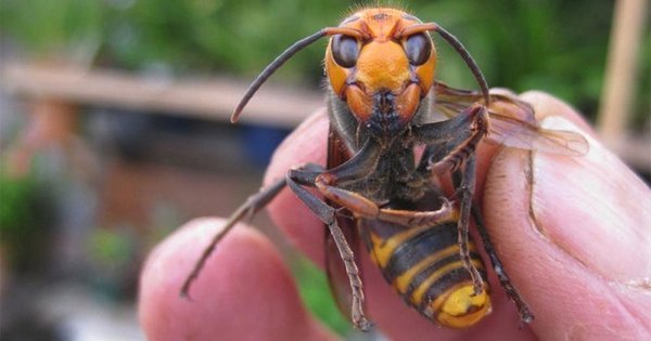 Europa teme invasão de vespas gigantes e assassinas vindas da Ásia ...