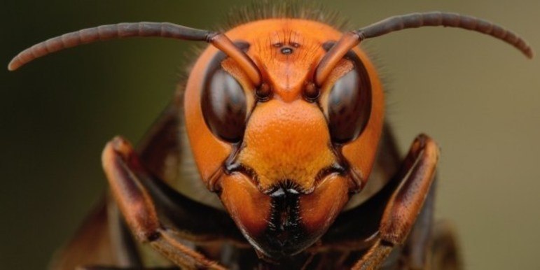 Vespa mandarina: o predador que destrói abelhas e mata até humanos - Fotos  - R7 Hora 7