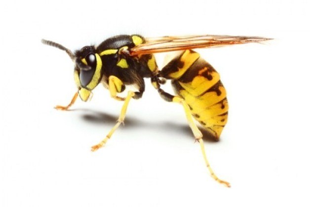 Vespa mandarina: o predador que destrói abelhas e mata até humanos - Fotos  - R7 Hora 7