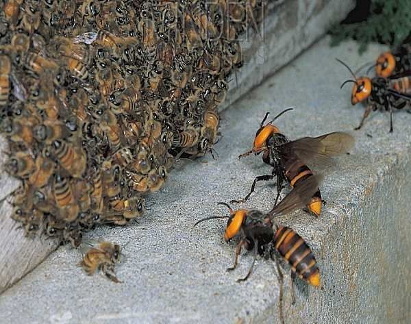 Vespa mandarina: o predador que destrói abelhas e mata até humanos - Fotos  - R7 Hora 7