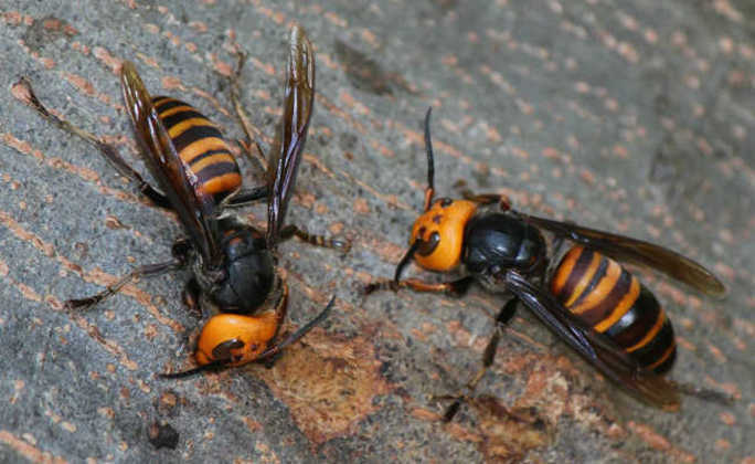 Vespa mandarina: o predador que destrói abelhas e mata até humanos - Fotos  - R7 Hora 7