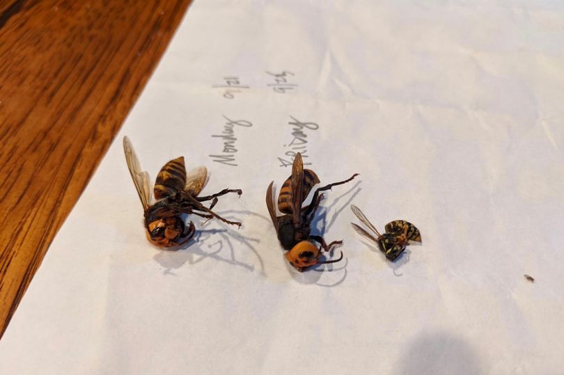 Cientistas acham 3 abelhas mortas por vespas assassinas nos EUA - Fotos -  R7 Hora 7