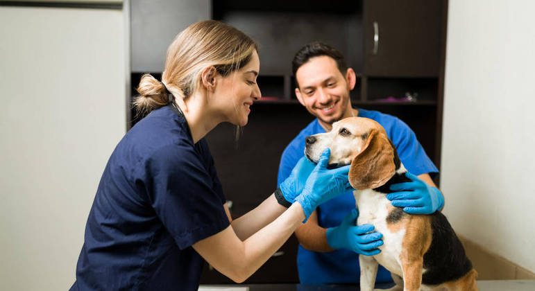 Comportamentos não habituais podem indicar que é hora de procurar um veterinário