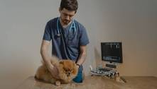 Doação de sangue de pets: a importância do procedimento que pode salvar vidas 