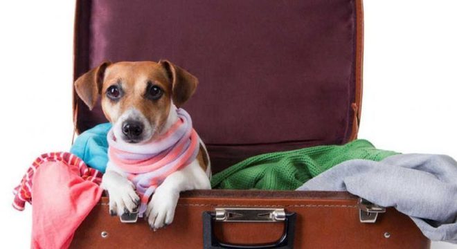 Viagem com o animal de estimação
