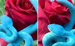 O registro de uma rara víbora azul enrolada sobre uma rosa vermelha deixou internautas boquiabertos mundo afora