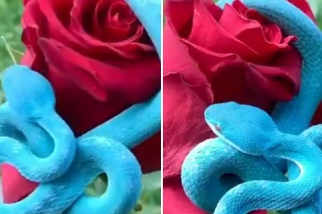 Incrivelmente bela! A víbora azul, ( Trimeresurus insularis ) mais  conhecida como cobra azul, é uma das cobras mais …