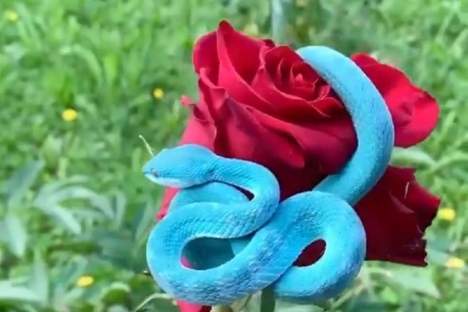 Incrivelmente bela! Víbora azul rara é registrada sobre rosa vermelha -  Fotos - R7 Hora 7