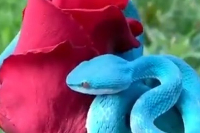 Cobra azul rara #viral #vibora