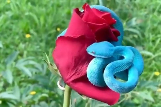 Incrivelmente bela! Víbora azul rara é registrada sobre rosa vermelha -  Fotos - R7 Hora 7