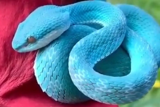 Cobra azul: Espécies com Imagens e Vídeos – Tudo sobre Cobras